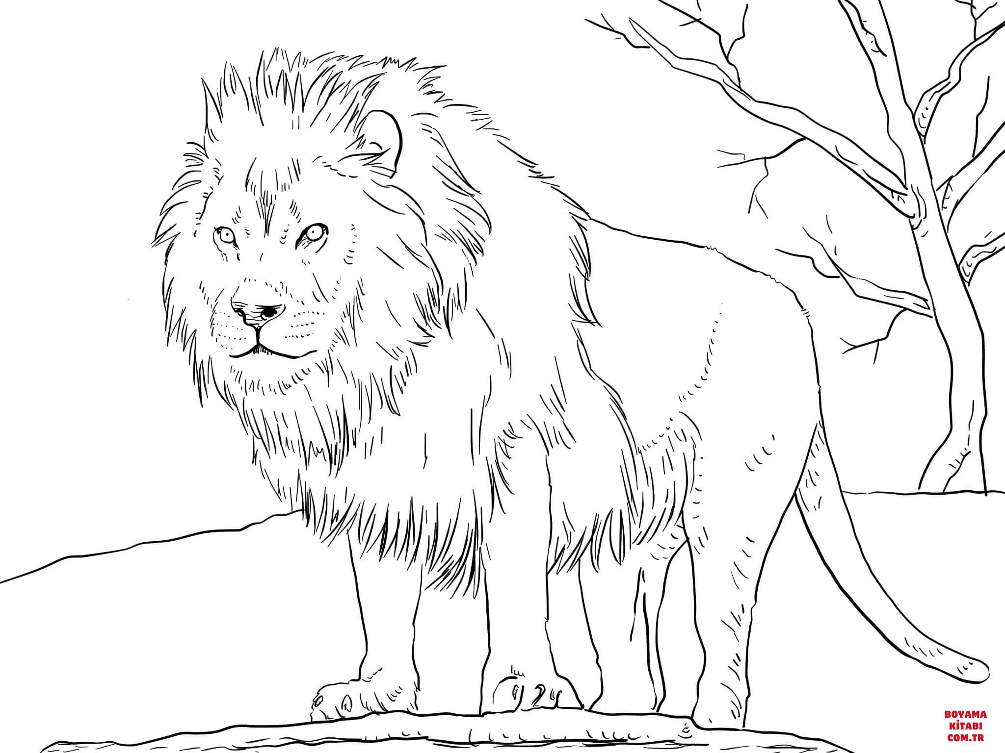 Aslan boyama sayfası – yaratıcılığı geliştirir, keyifli zaman