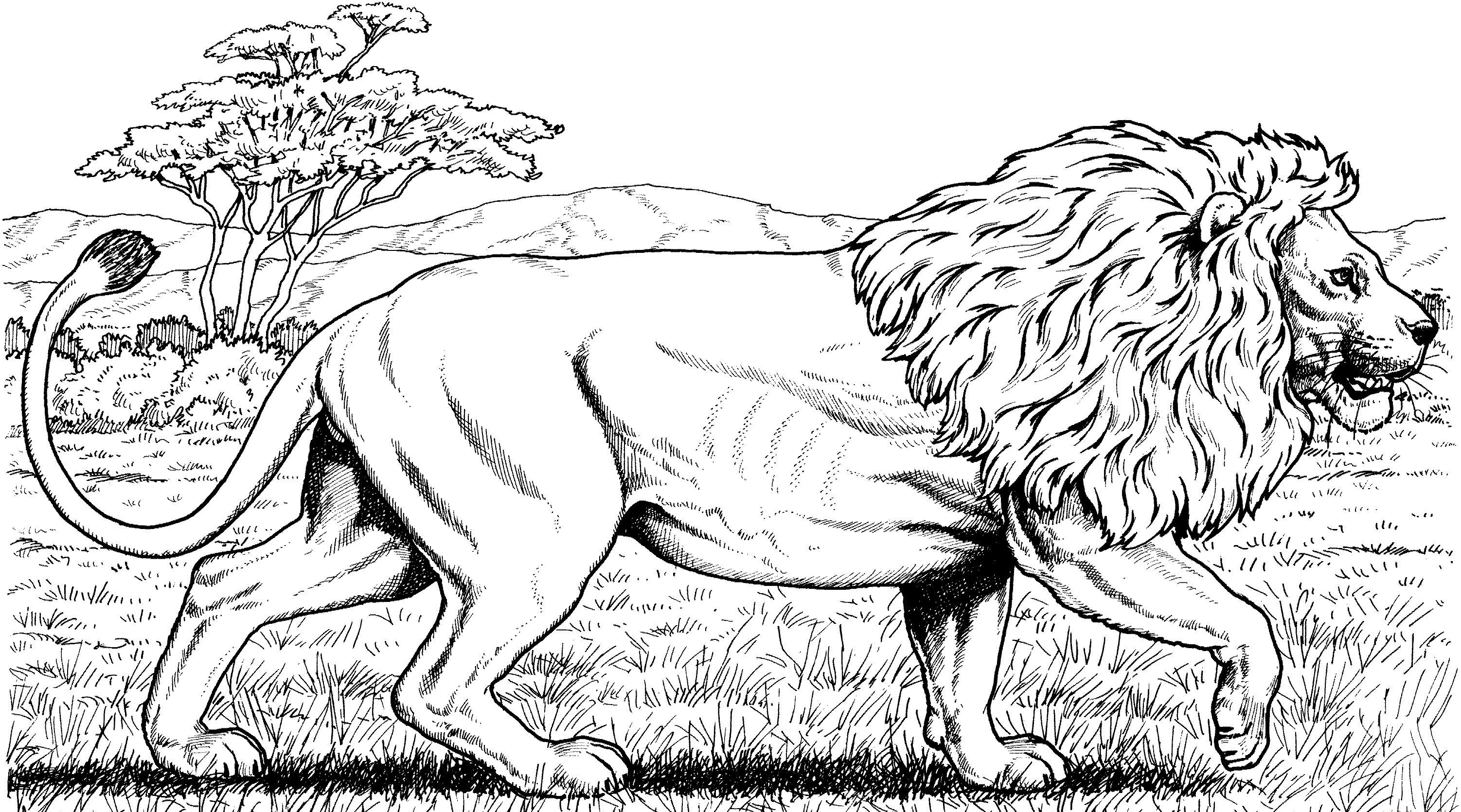 Aslan boyama sayfası – ücretsiz yazdır, boyama etkinliği