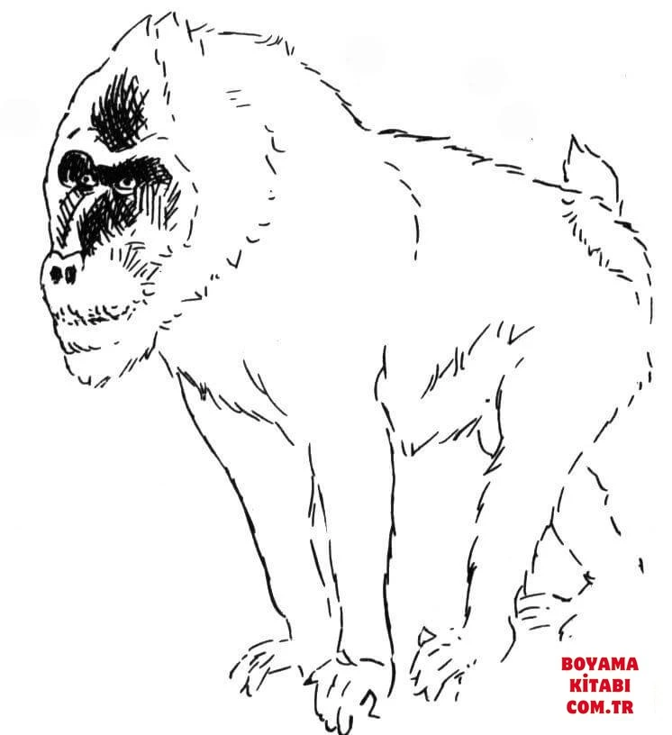 Maymun boyama sayfası – evde etkinlik, ücretsiz yazdır