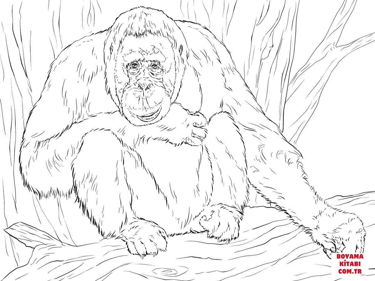 Orangutan boyama sayfası – kolay boyama, eğitici aktivite