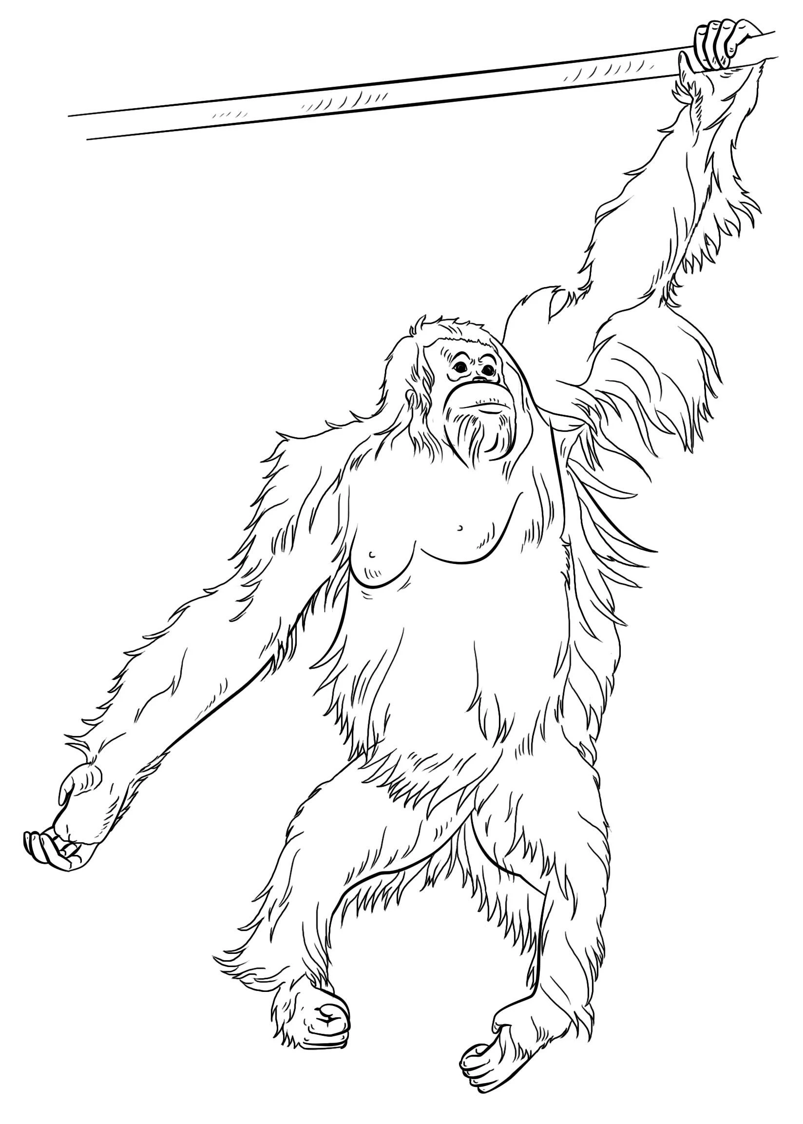 Orangutan Boyama