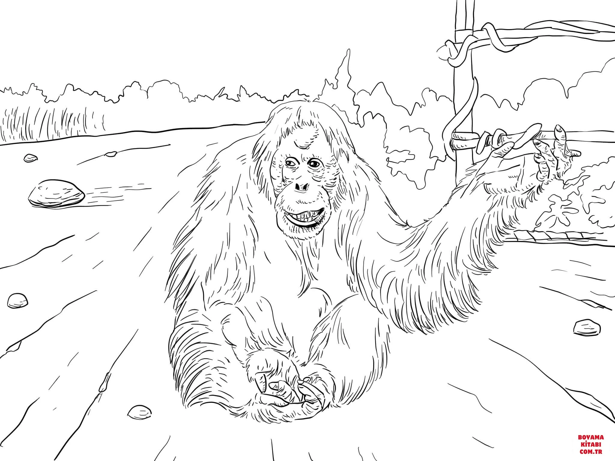 Orangutan boyama sayfası – yaratıcılığı geliştirir, keyifli zaman
