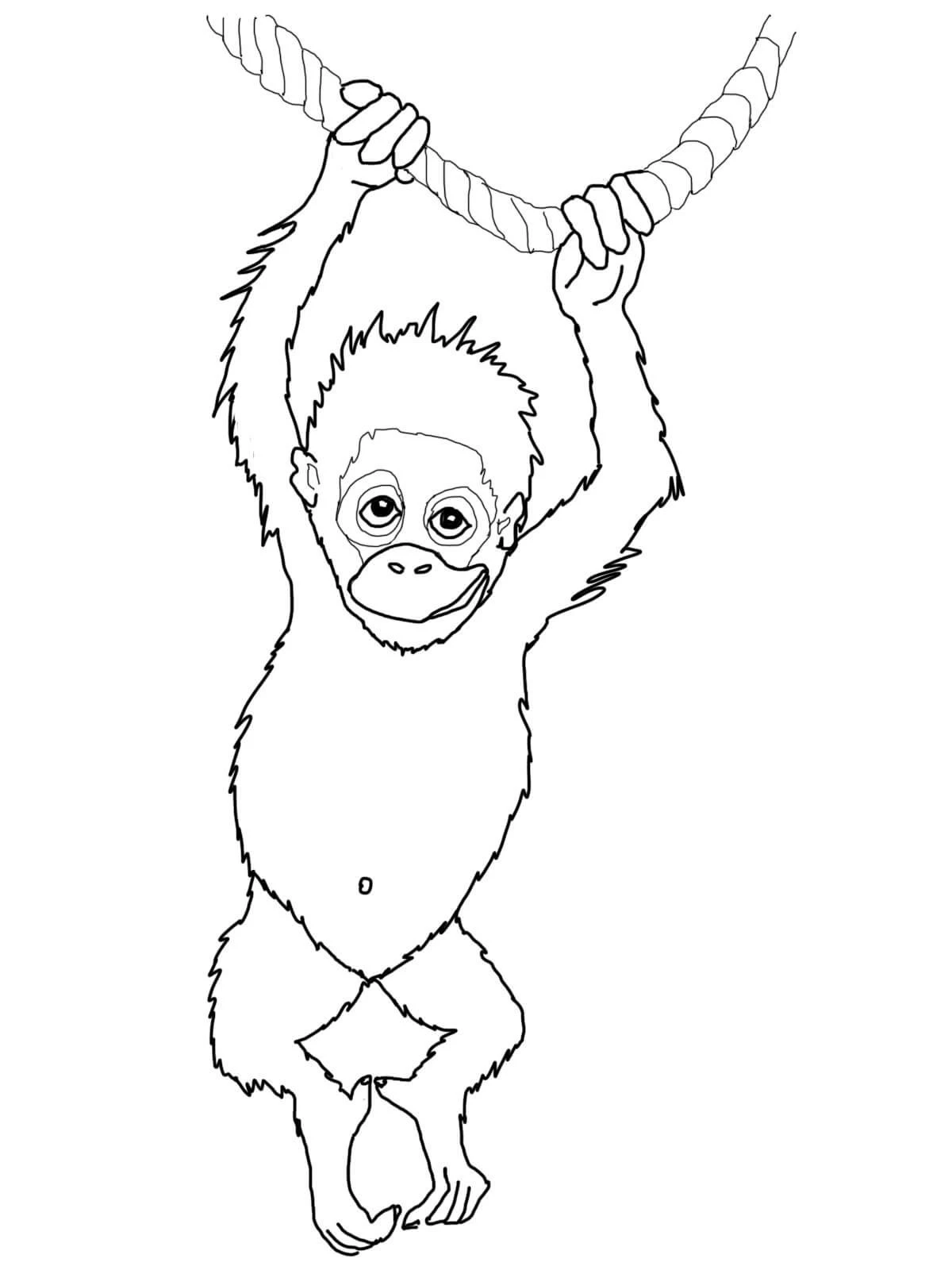 Orangutan boyama sayfası – okul öncesi, evde etkinlik