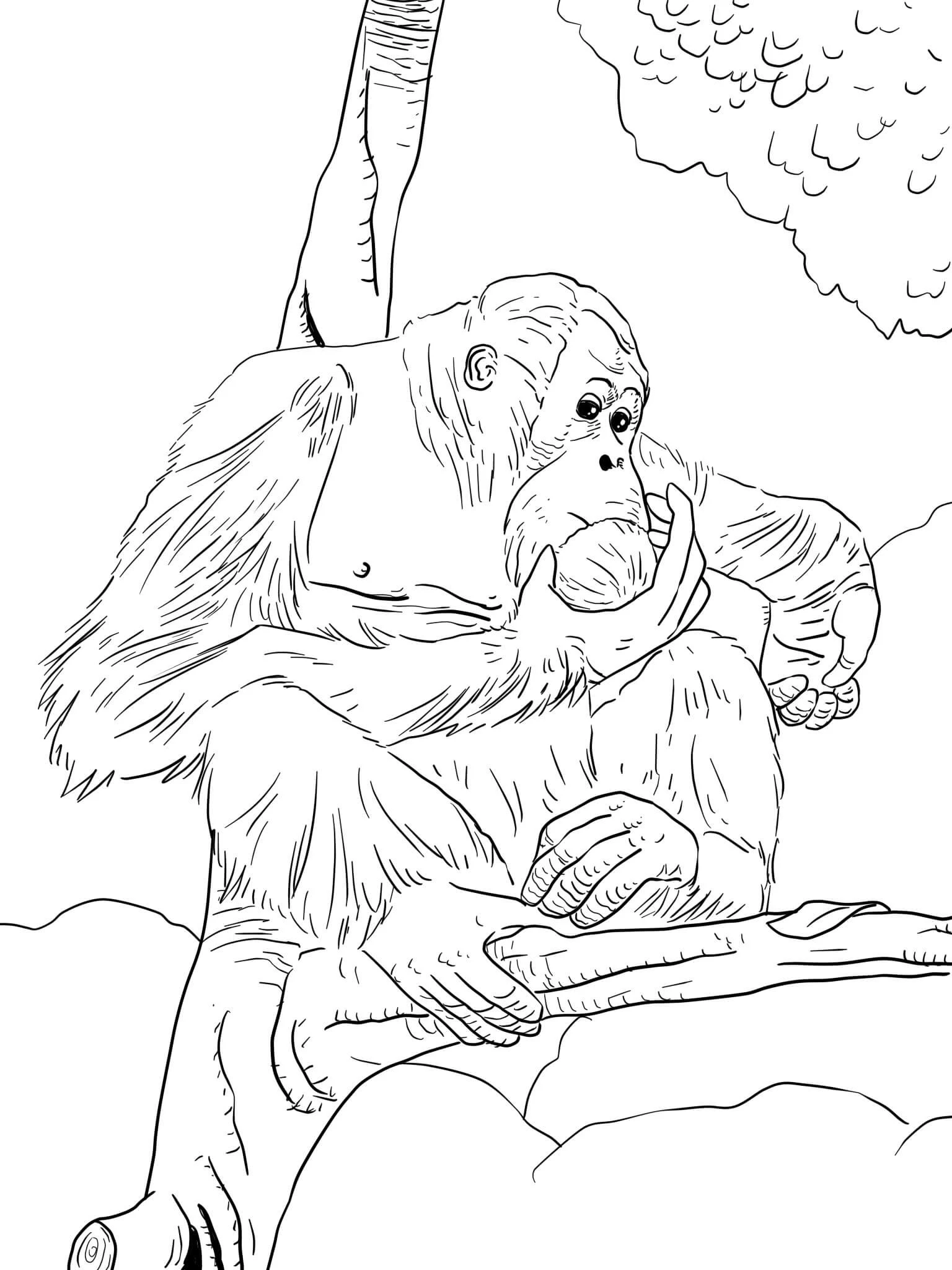 Orangutan boyama sayfası – sevimli karakter, sanatsal çalışma