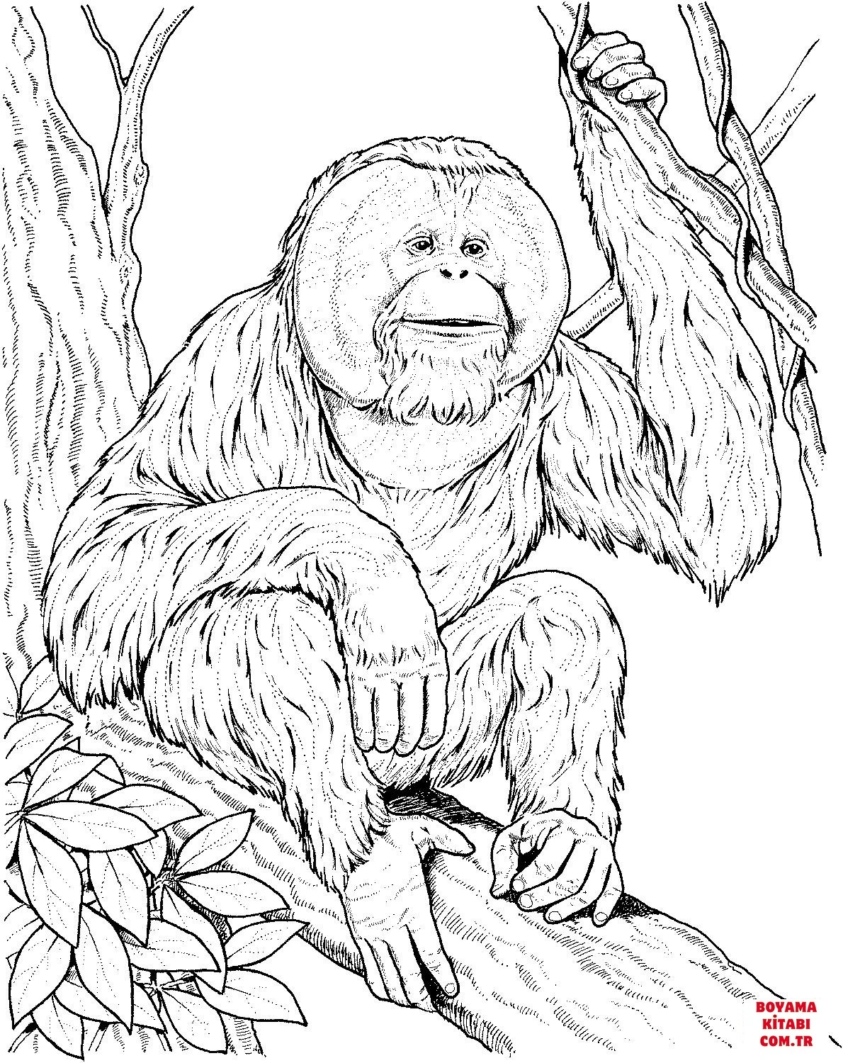 Orangutan boyama sayfası – kolay boyama, eğitici aktivite