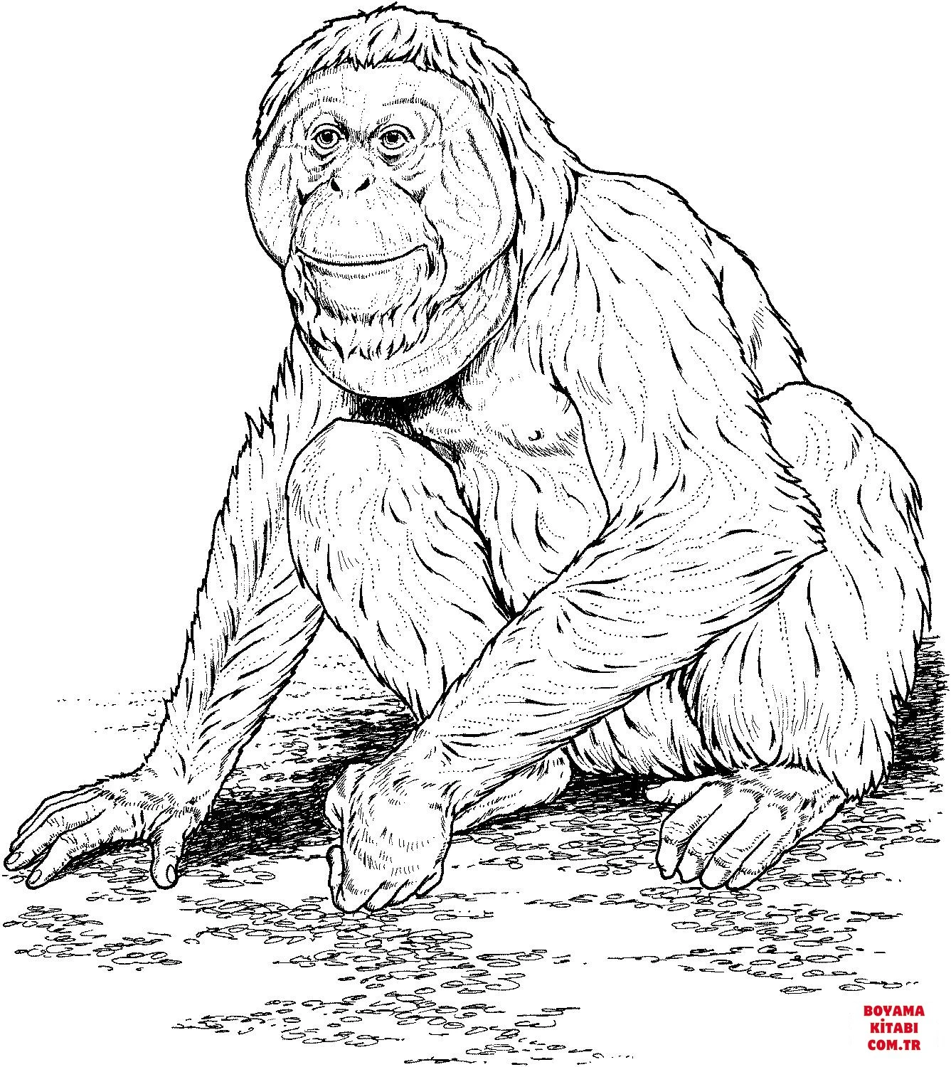 Orangutan boyama sayfası – eğlenceli etkinlik, el becerilerini geliştirir
