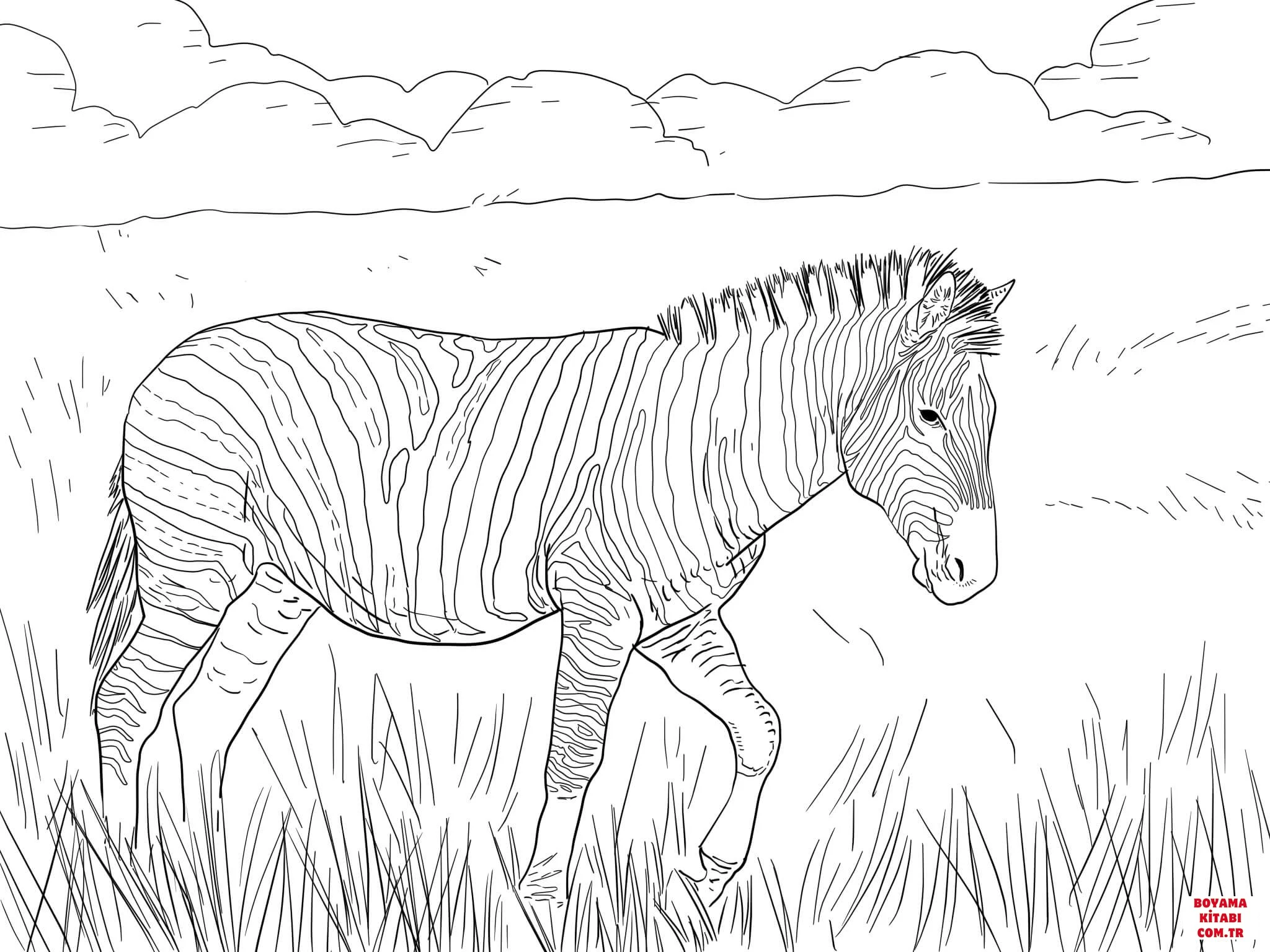 Zebra boyama sayfası – el becerilerini geliştirir, boyama çalışması