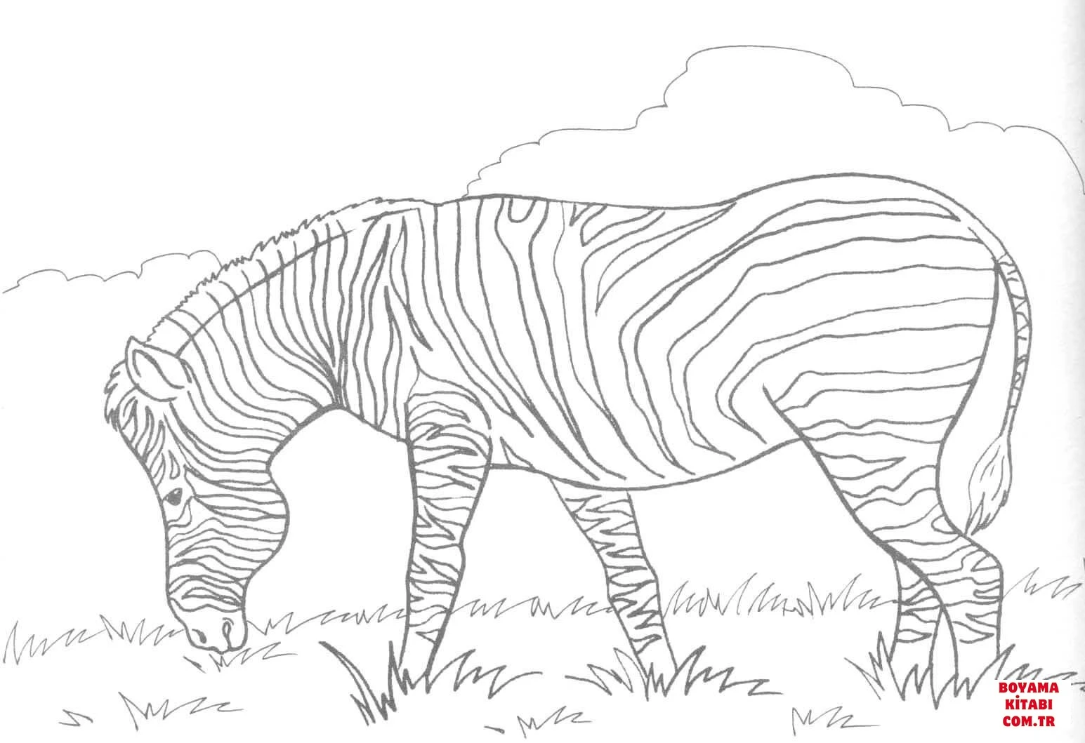 Zebra boyama sayfası – renkli çizimler, okul öncesi