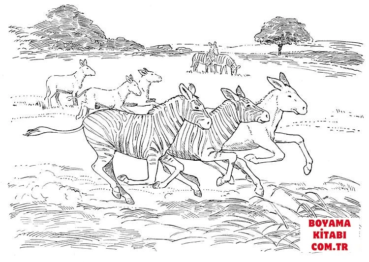 Zebra boyama sayfası – ücretsiz yazdır, boyama etkinliği