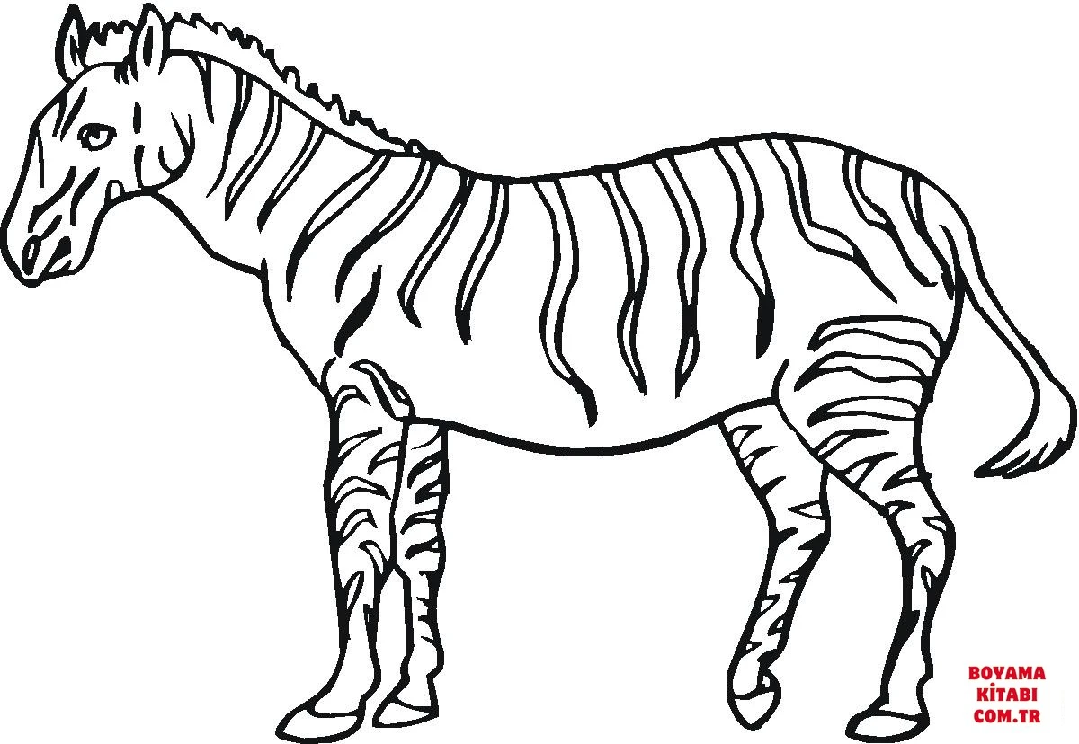 Zebra boyama sayfası – kolay boyama, eğitici aktivite