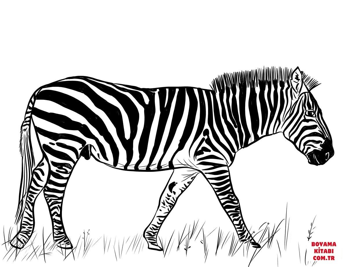 Zebra boyama sayfası – okul öncesi, evde etkinlik