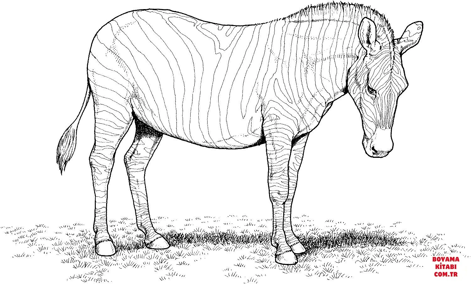 Zebra boyama sayfası – boyama etkinliği, çocuk aktivitesi