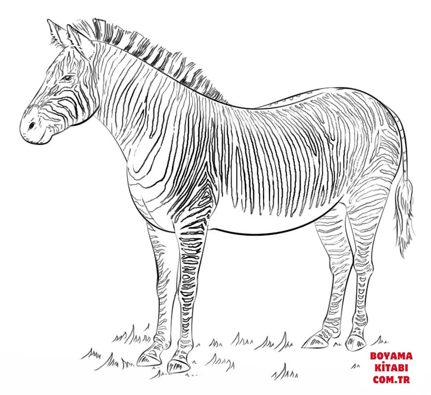 Zebra boyama sayfası – sevimli karakter, sanatsal çalışma