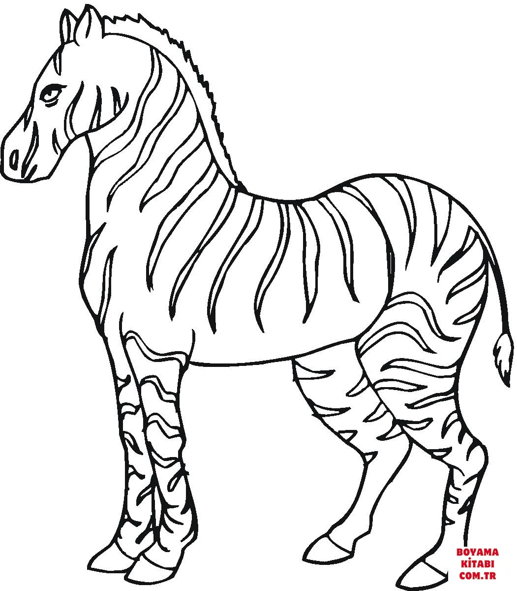 Zebra boyama sayfası – keyifli zaman, renkli çizimler