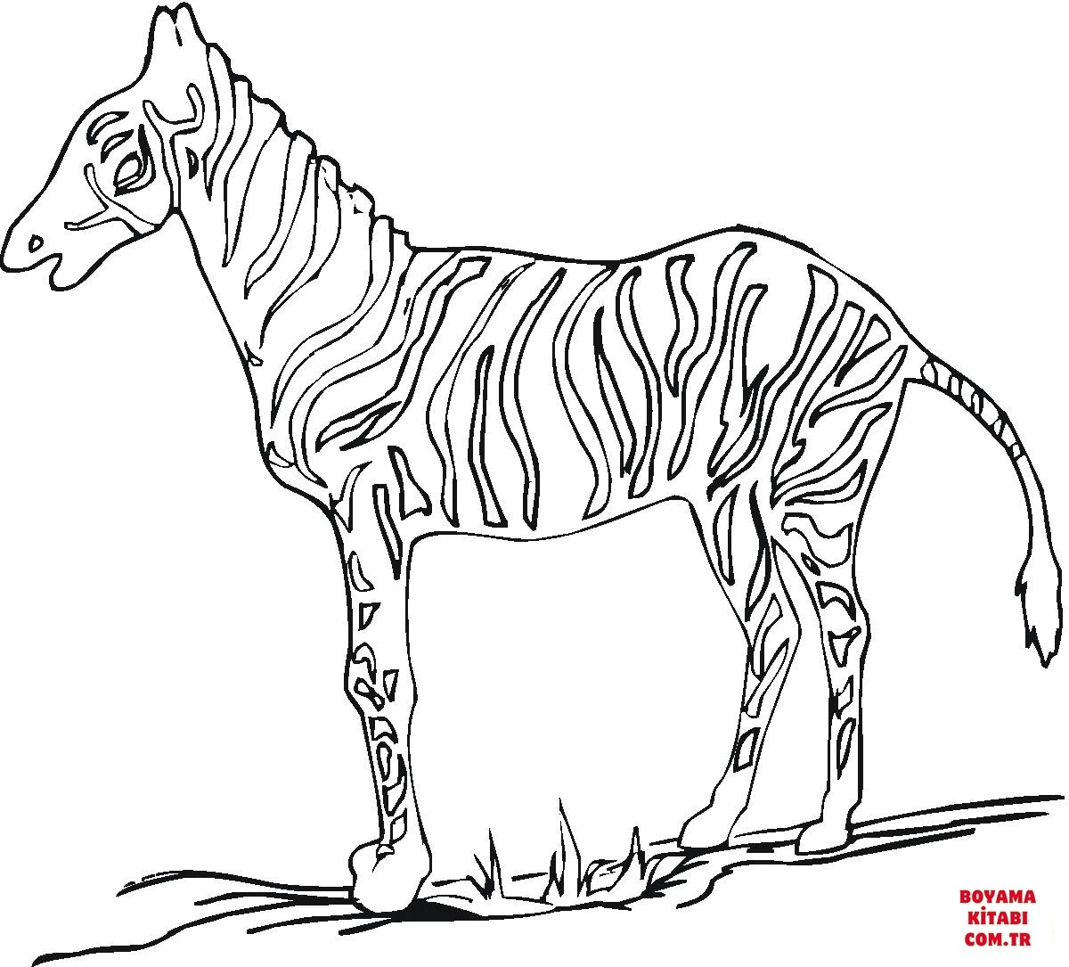 Zebra boyama sayfası – evde etkinlik, ücretsiz yazdır