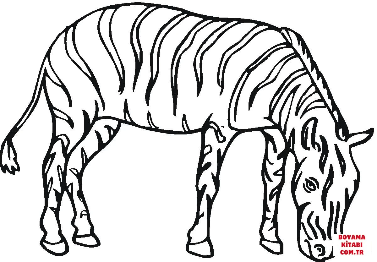 Zebra boyama sayfası – çocuk aktivitesi, PDF indir