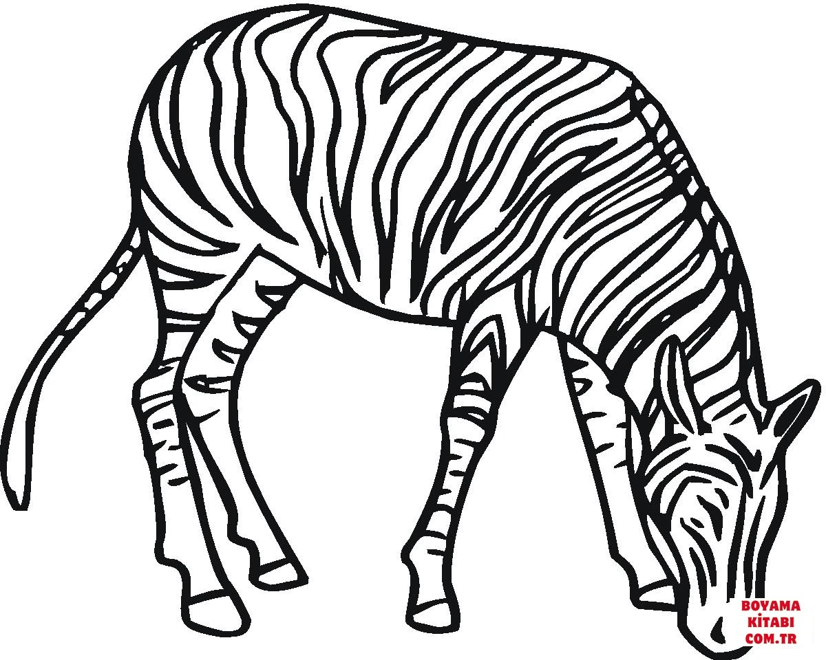 Zebra boyama sayfası – yaratıcılık, eğlenceli etkinlik