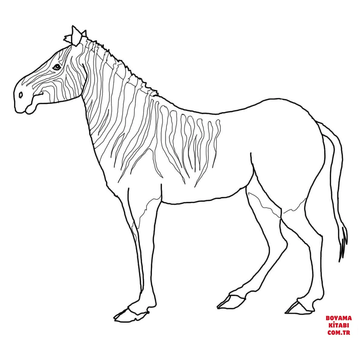 Zebra boyama sayfası – boyama çalışması, yaratıcılığı geliştirir