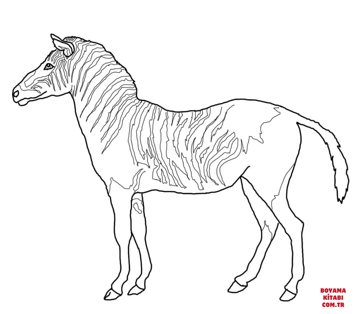 Zebra boyama sayfası – renkli çizimler, okul öncesi
