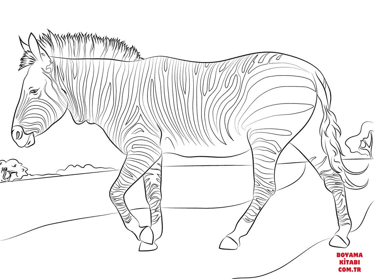 Zebra boyama sayfası – ücretsiz yazdır, boyama etkinliği