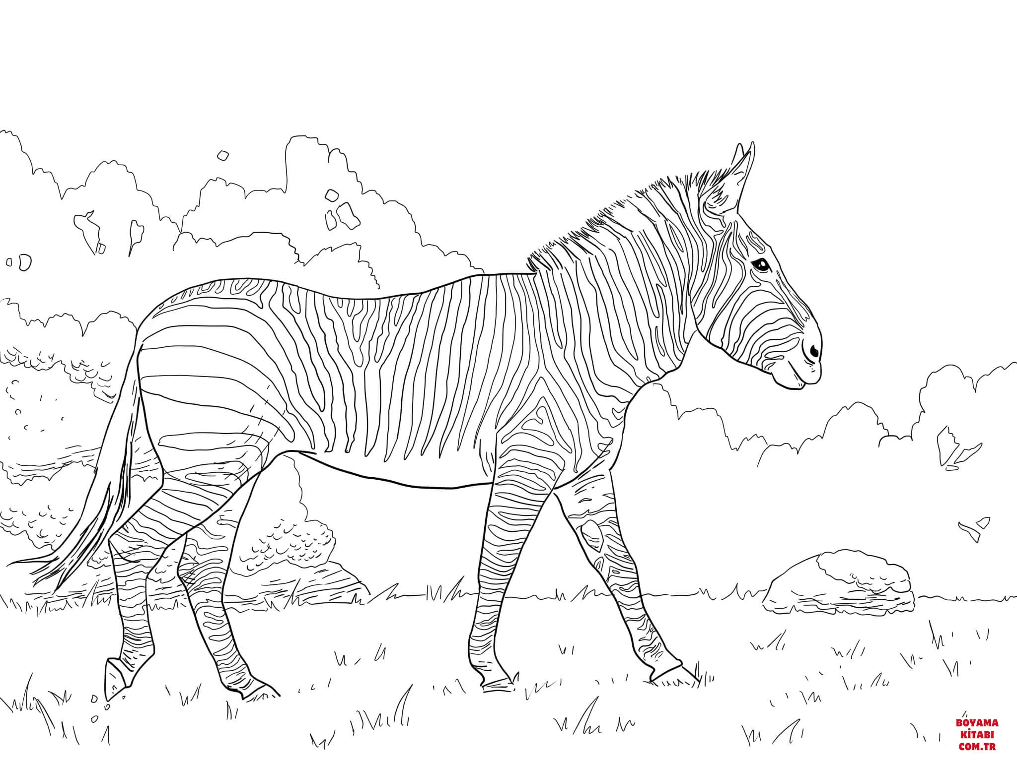 Zebra boyama sayfası – PDF indir, sevimli karakter
