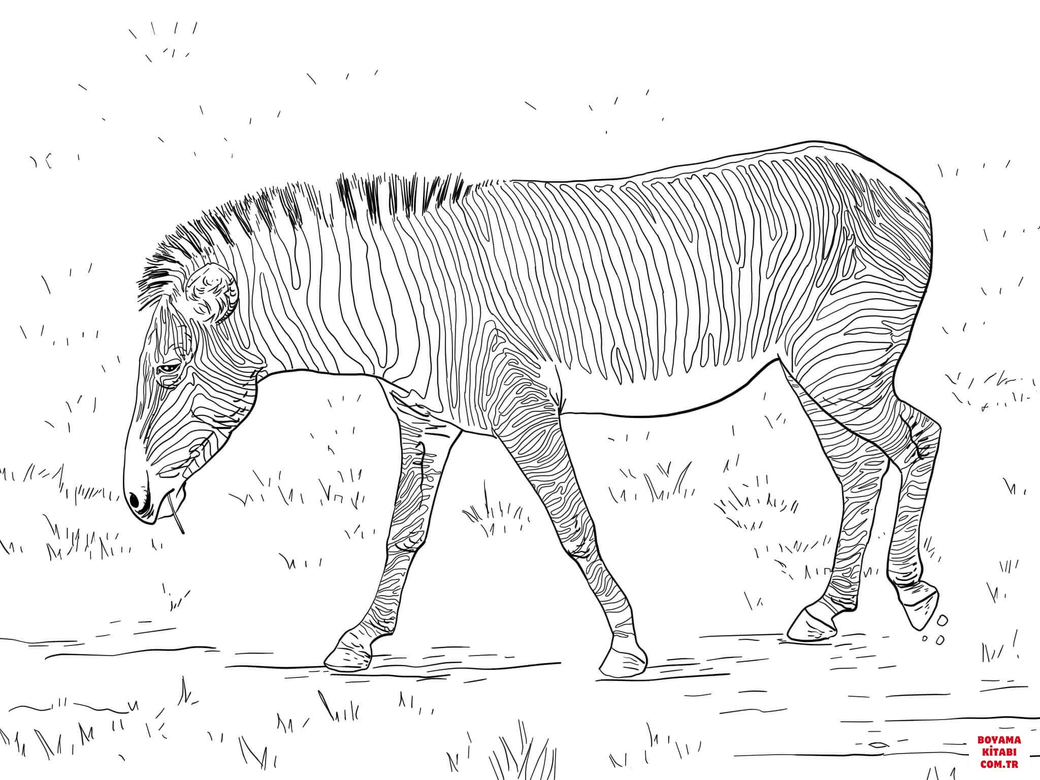 Zebra boyama sayfası – çocuklar için, çizgi film temalı