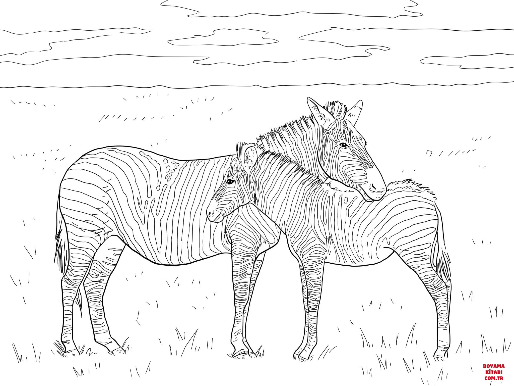 Zebra boyama sayfası – kolay boyama, eğitici aktivite