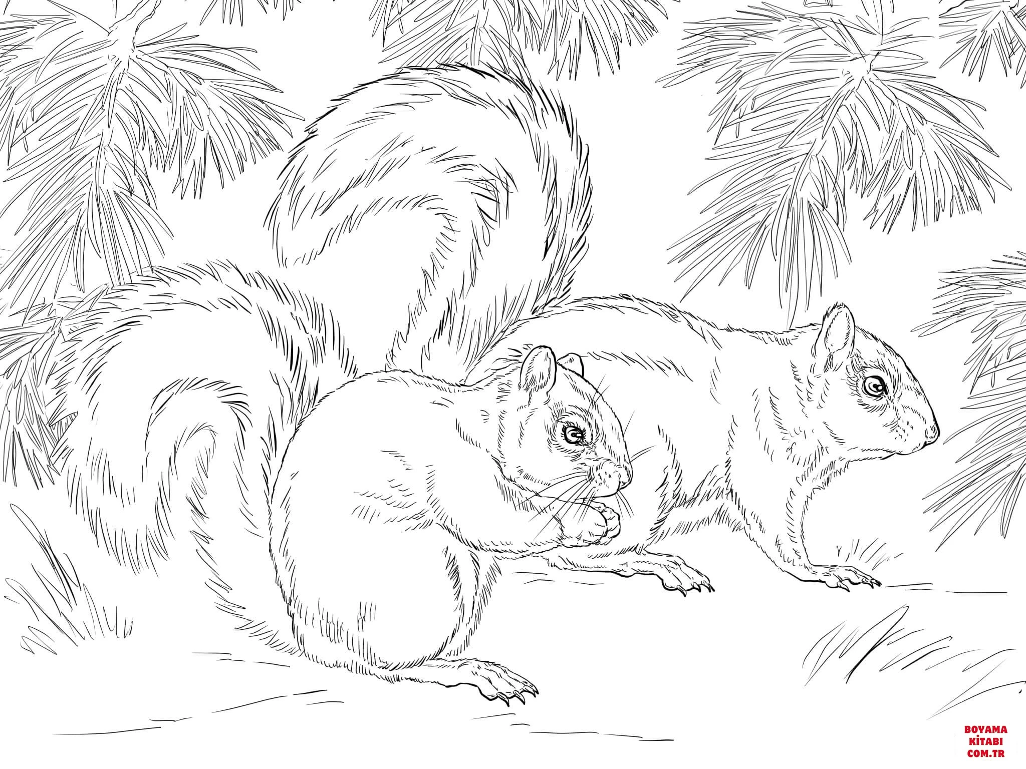 Sincap boyama sayfası – basit çizim, kolay boyama