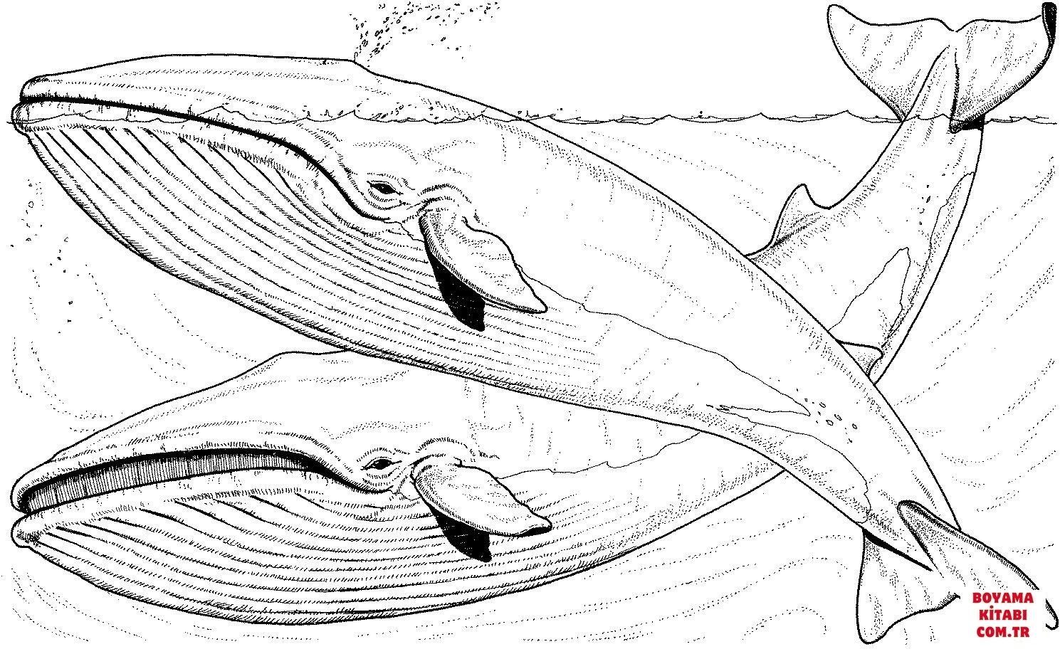 Balina boyama sayfası – renkli çizimler, okul öncesi