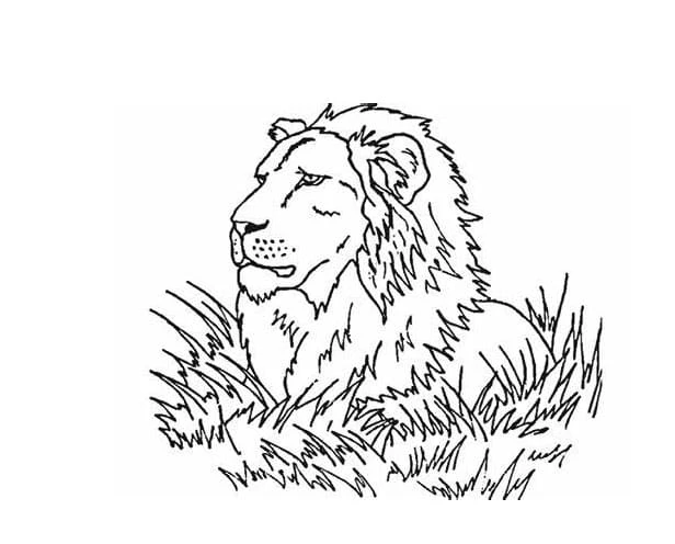 Aslan boyama sayfası – yaratıcılığı geliştirir, keyifli zaman