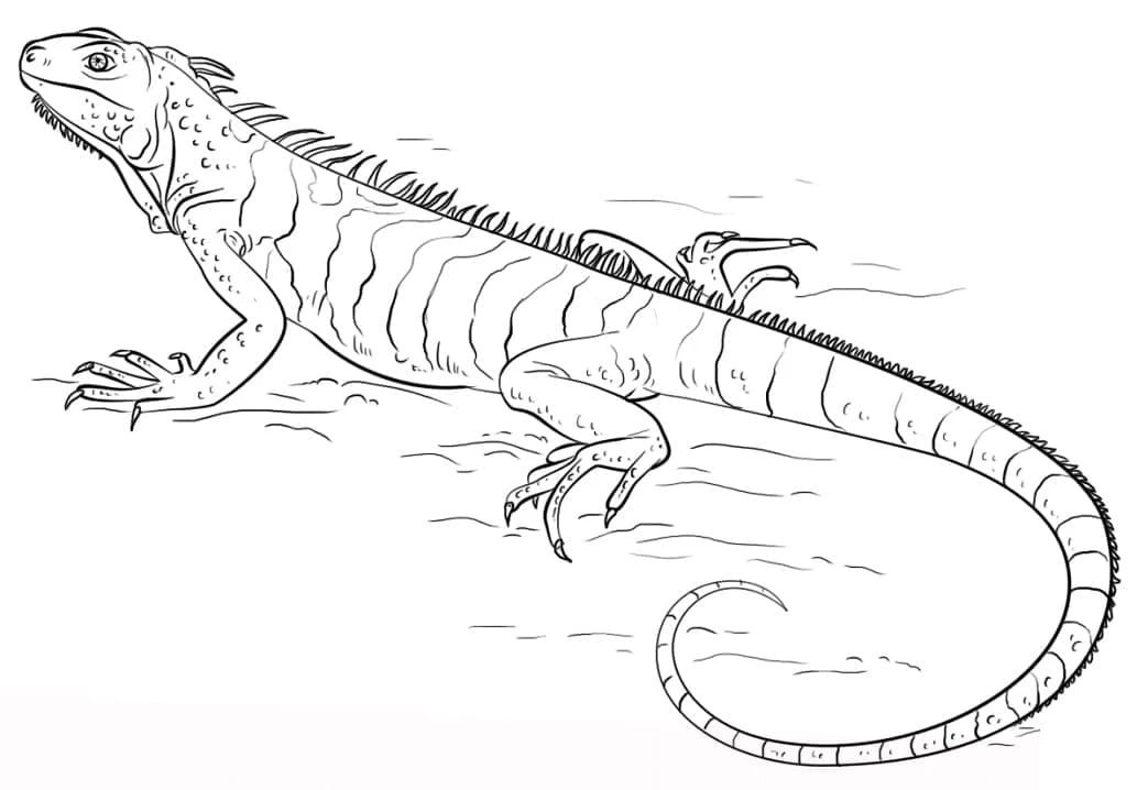 Iguana boyama sayfası – renkli çizimler, okul öncesi