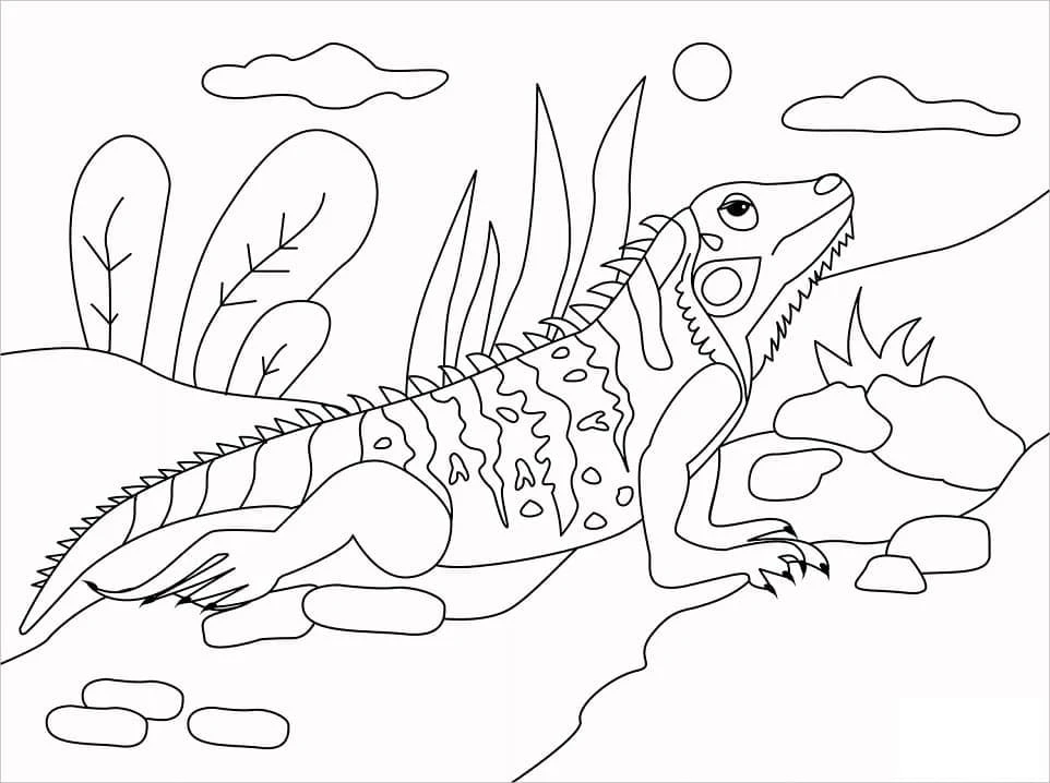 Iguana boyama sayfası – kolay boyama, eğitici aktivite
