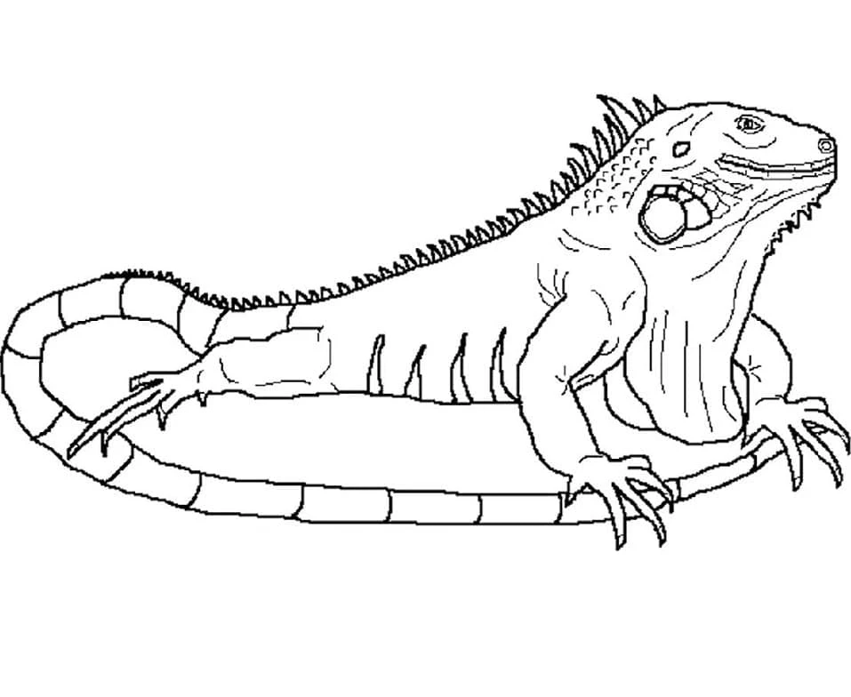 Iguana boyama sayfası – yaratıcılığı geliştirir, keyifli zaman
