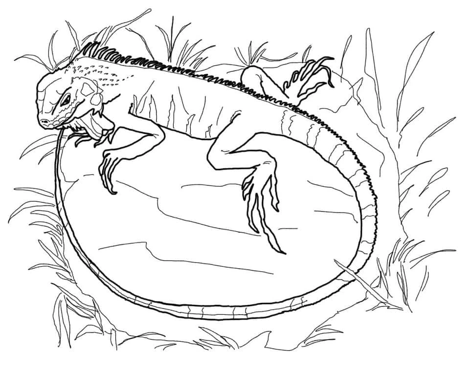 Iguana boyama sayfası – renkli çizimler, okul öncesi