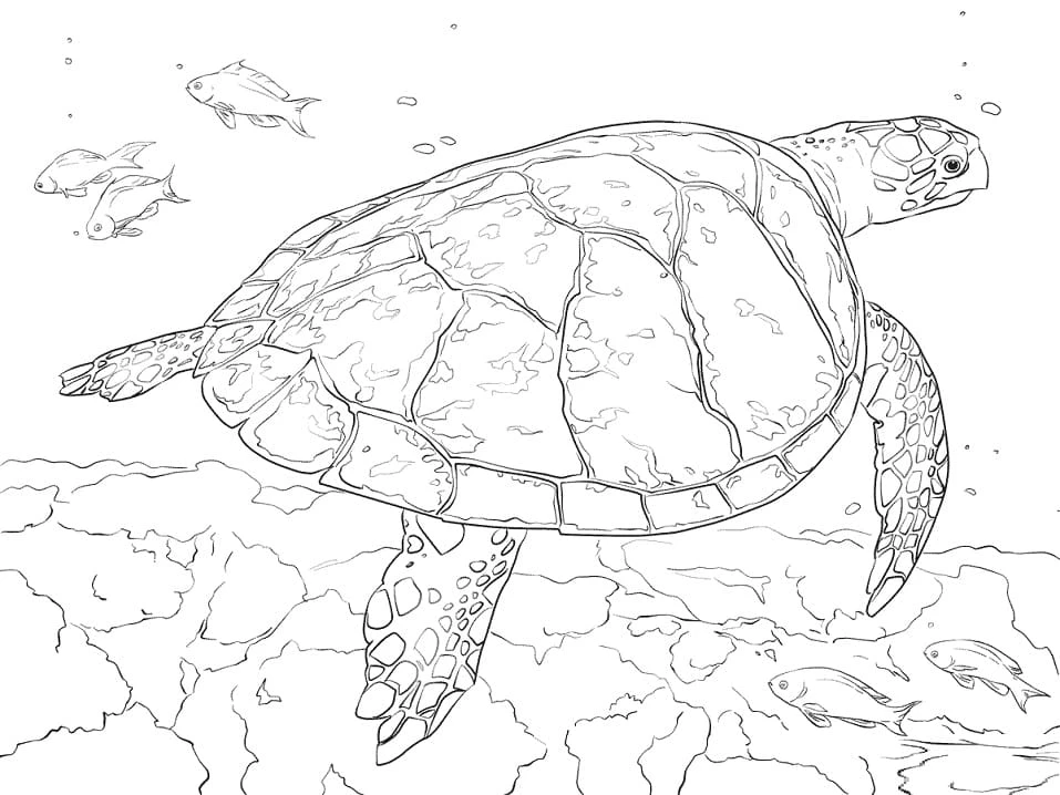 Deniz Kaplumbağası boyama sayfası – basit çizim, kolay boyama