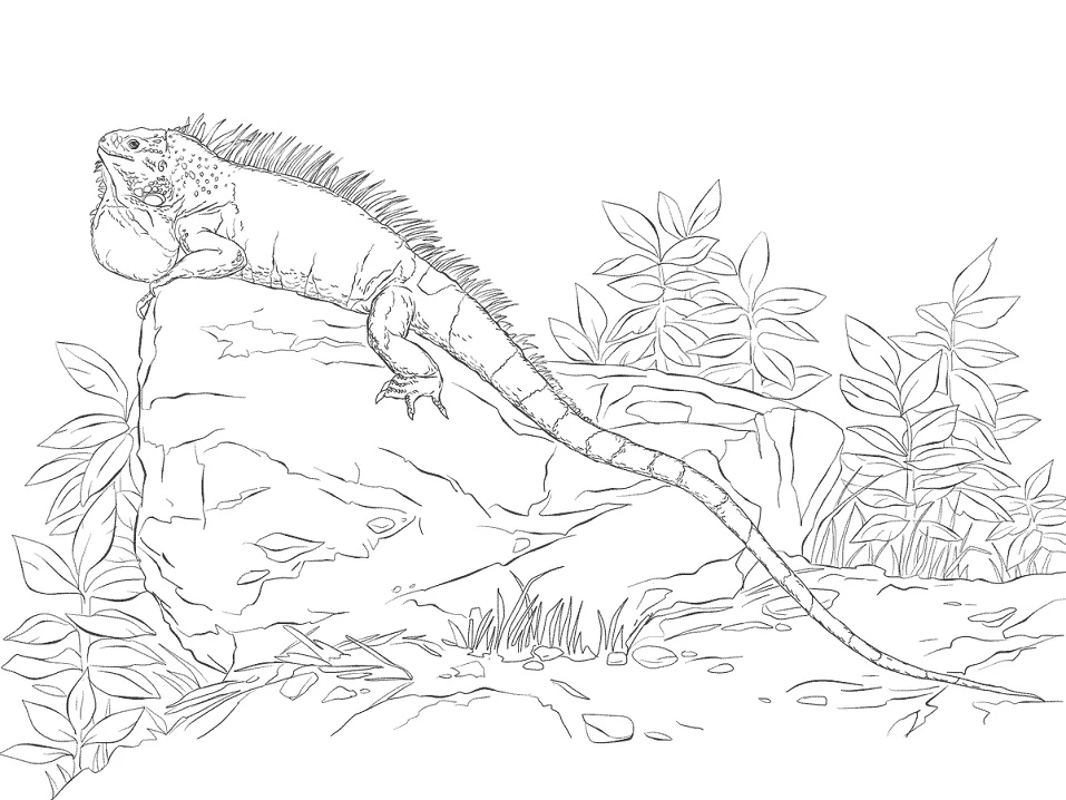 Iguana boyama sayfası – eğitici aktivite, yaratıcılık