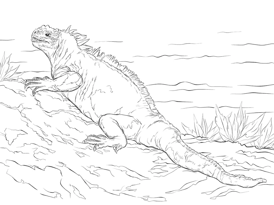 Iguana boyama sayfası – el becerilerini geliştirir, boyama çalışması