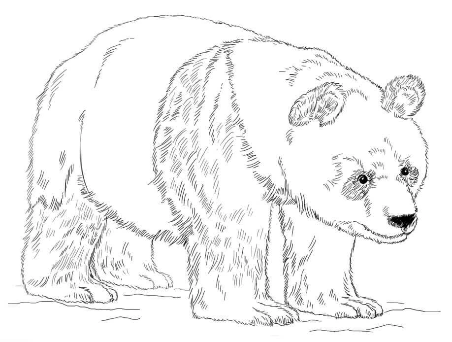 Panda boyama sayfası – boyama çalışması, yaratıcılığı geliştirir