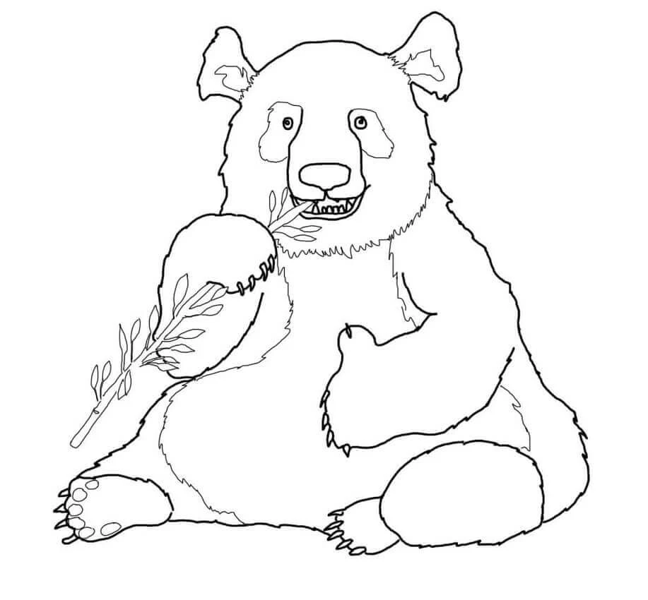 Panda boyama sayfası – kolay boyama, eğitici aktivite