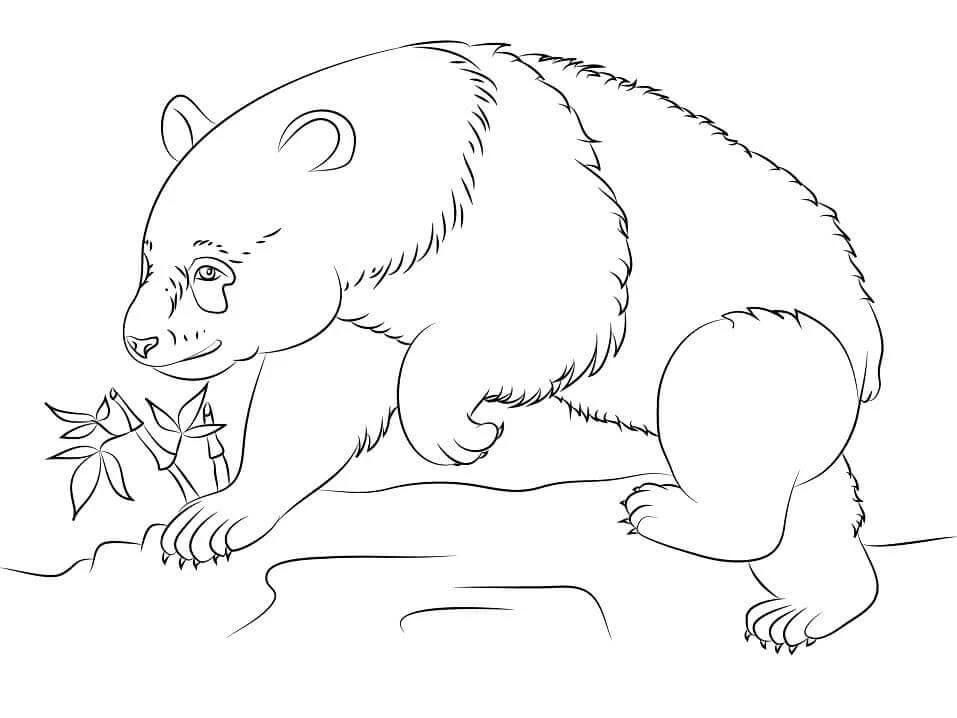 Panda boyama sayfası – boyama etkinliği, çocuk aktivitesi