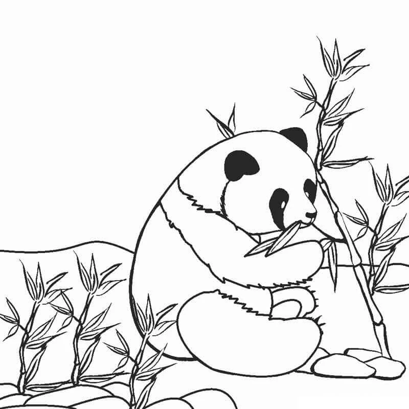 Panda boyama sayfası – sevimli karakter, sanatsal çalışma