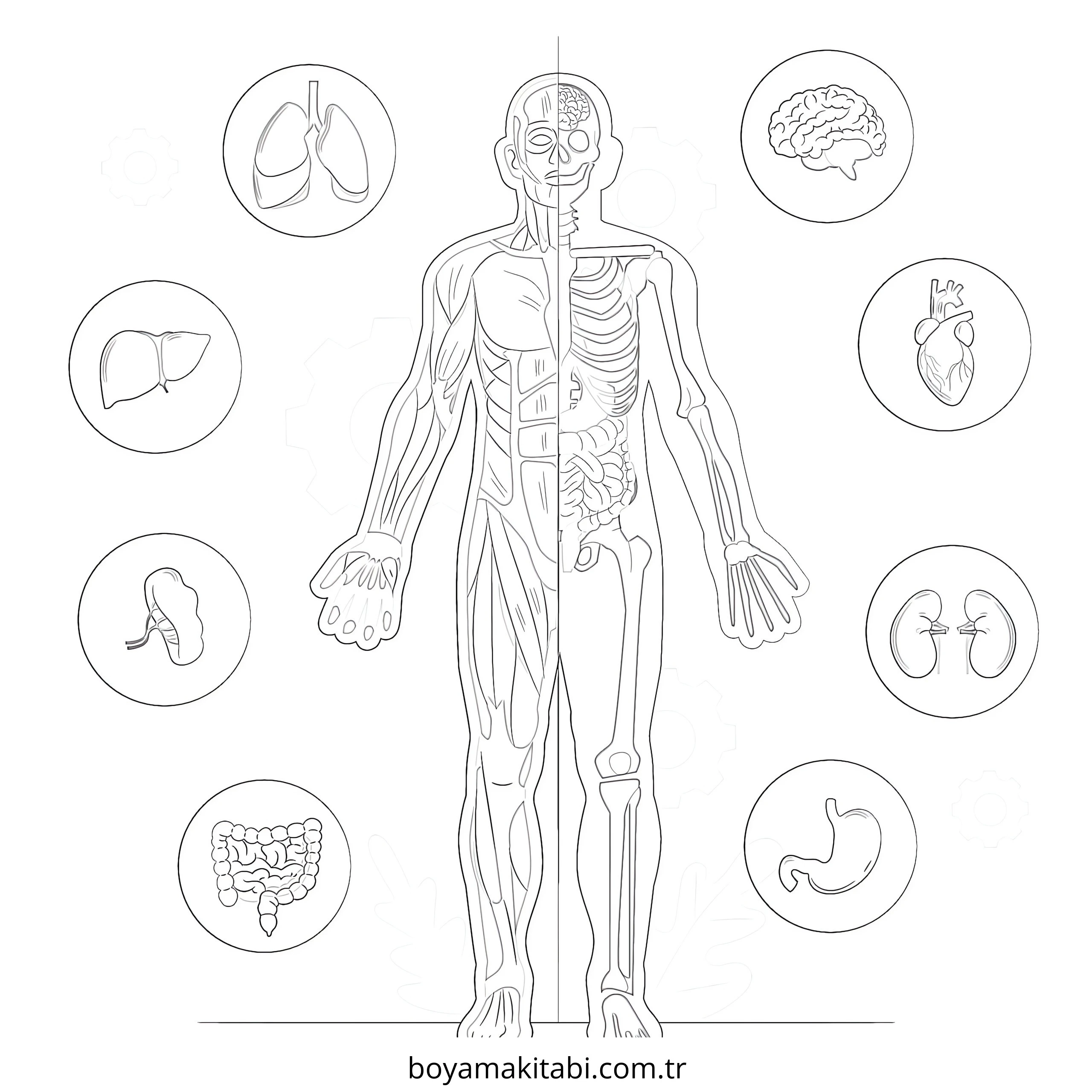 Vücudumuz boyama sayfası – PDF indir, sevimli karakter