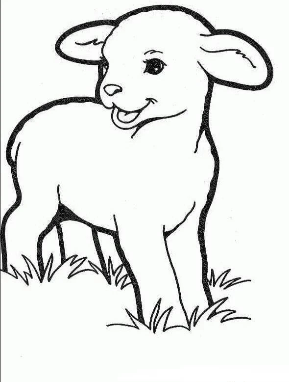 Kuzu boyama sayfası – çocuk aktivitesi, PDF indir