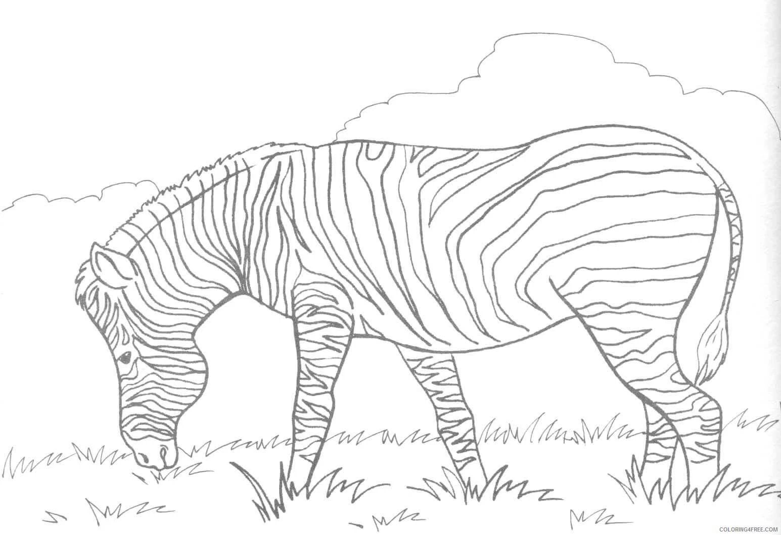 Zebra boyama sayfası – PDF indir, sevimli karakter