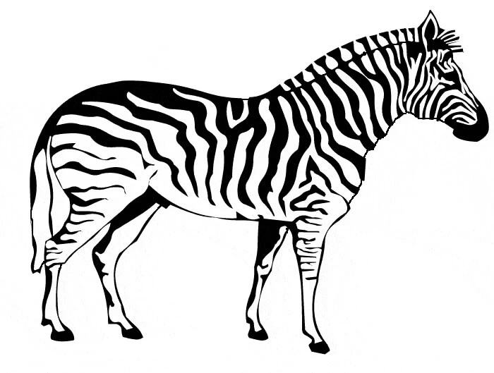 Zebra boyama sayfası – boyama çalışması, yaratıcılığı geliştirir