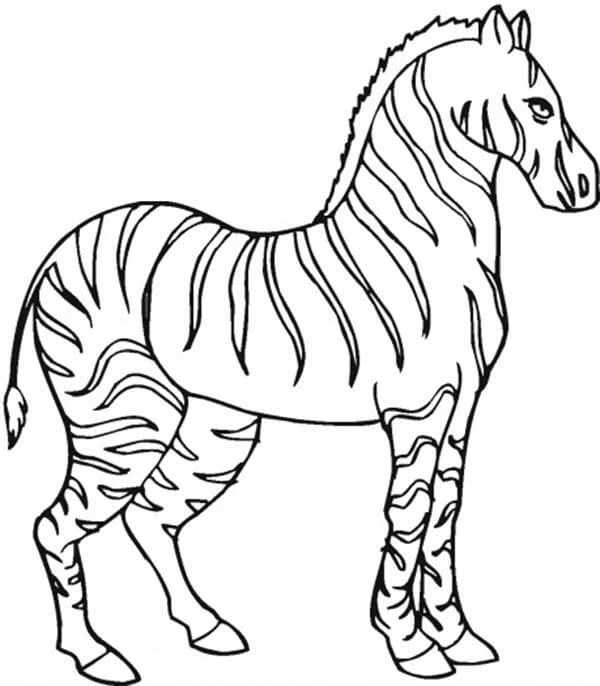 Zebra boyama sayfası – ücretsiz yazdır, boyama etkinliği