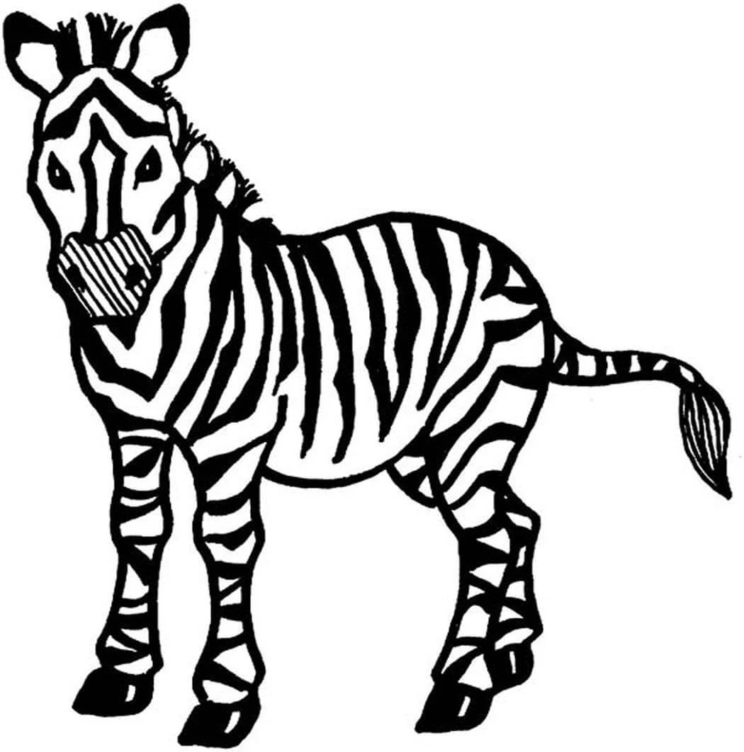 Zebra boyama sayfası – kolay boyama, eğitici aktivite