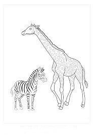 Zebra boyama sayfası – çizgi film temalı, basit çizim