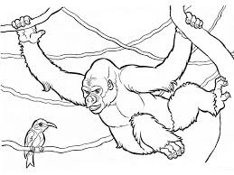 Goril boyama sayfası – boyama çalışması, yaratıcılığı geliştirir