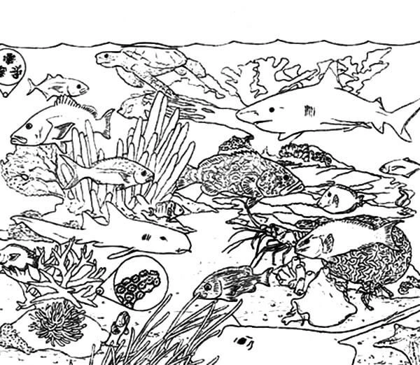 Mercan boyama sayfası – çocuk aktivitesi, PDF indir